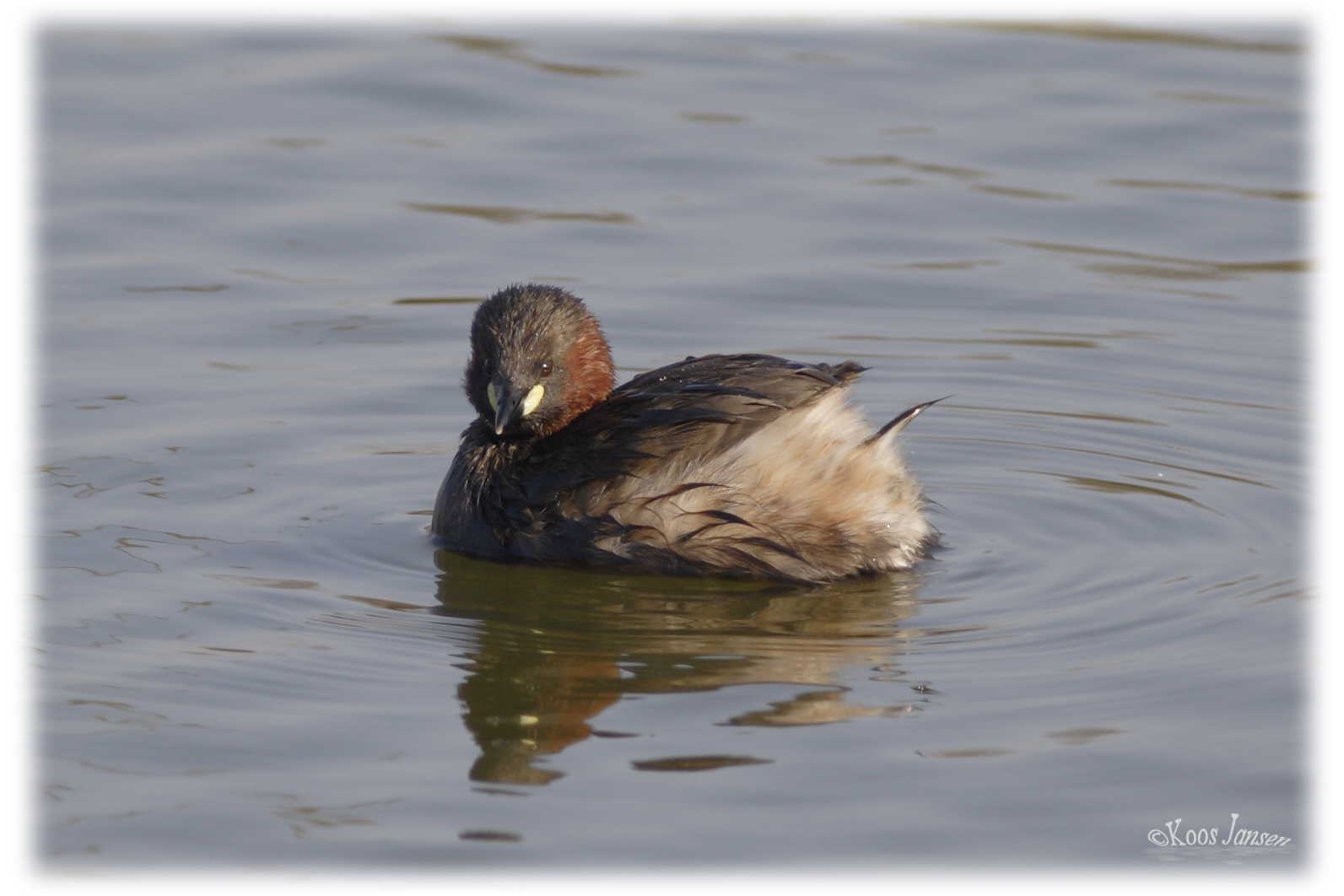 verdwijntruc Dodaars